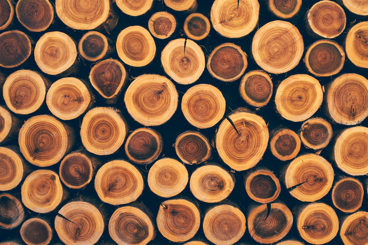 Holzarten erkennen – wichtige Unterscheidungsmerkmale